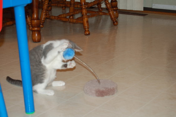 dsc_0452.jpg 