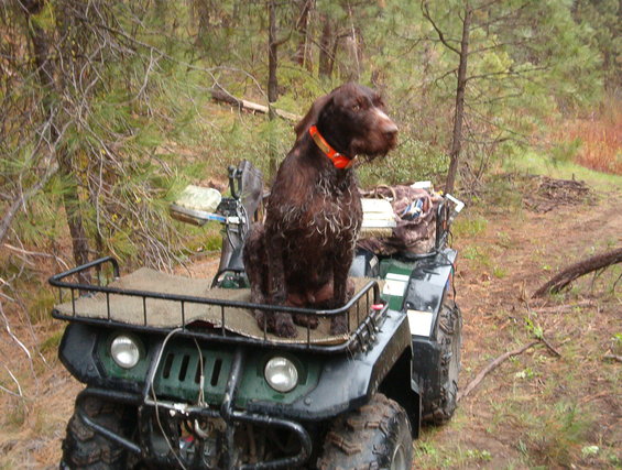 eama2-001.jpg My German Wirehaired pointer sitting on my four-wheeler.