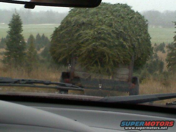 Truck bed carrying a large evergreen tree, seen from inside a vehicle