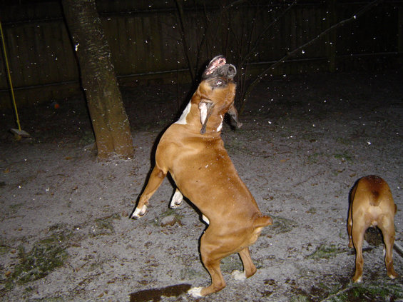 snow-014.jpg Especially Chavez