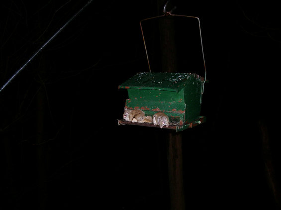 40600069.jpg Flying squirrels at my house