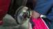 1996 Ford Taurus - Installing new drilled and slotted brake rotors and pads on a vehicle.