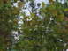 1971 Ford Ranchero - A view of trees with autumn leaves, with the sky peeking through the branches.