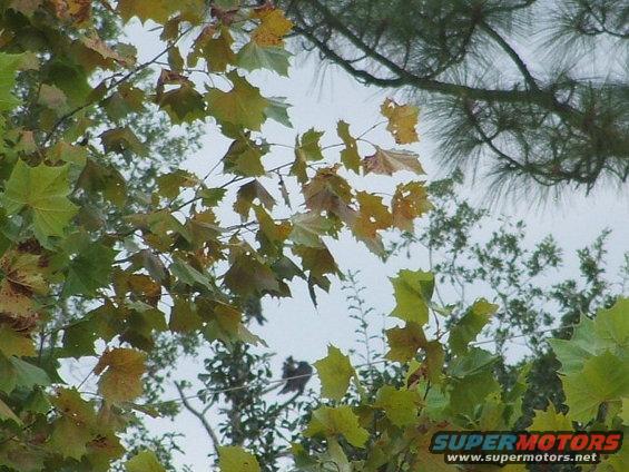 Autumn leaves on branches against a cloudy sky, with pine needles visible at the top