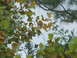 1971 Ford Ranchero - Trees with fall foliage and pine branches against an overcast sky.