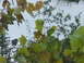 1971 Ford Ranchero - A bird sits on a wire, surrounded by foliage and branches against a cloudy sky.