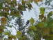 1971 Ford Ranchero - Two birds are visible among the foliage and branches of trees, with a wire running horizontally.