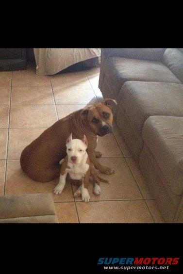 Adult pit bull and puppy sitting on tile floor next to a couch