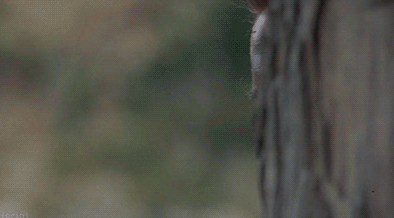 Outdoor scene with trees and brush, out of focus