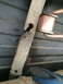 1964 Ford Ranchero - The fuel tank strap on this 1964 Ford Ranchero is rusted through and broken.