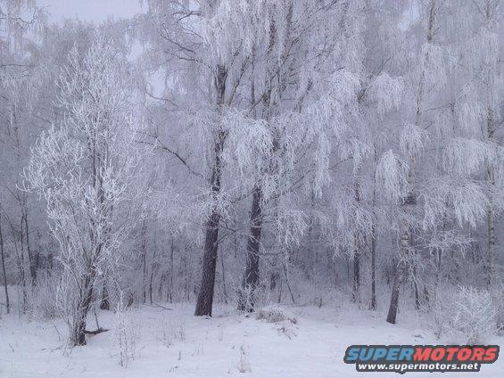 snowy forest with trees covered in frost and snow, Supermotors.net logo in lower right