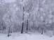 1987 Ford Bronco - Winter scene of a forest with trees heavily frosted and covered in snow.