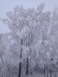 1987 Ford Bronco - A winter scene depicts trees heavily coated in frost, creating a delicate, icy landscape.
