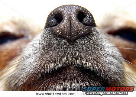 stockphotonoseofdogmylovelychihuahua11.jpg 