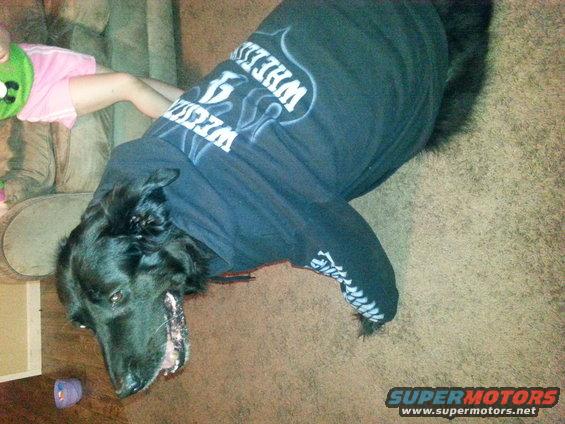 Dog in a black t-shirt with white lettering on it, lying on the floor next to a couch