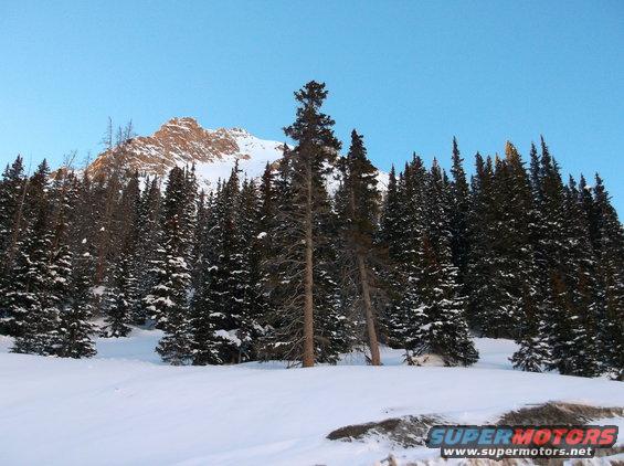 Snowy mountain peak behind a dense forest of evergreen trees under a clear blue sky