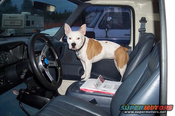Dog standing on center console of an old pickup truck interior, aftermarket steering wheel