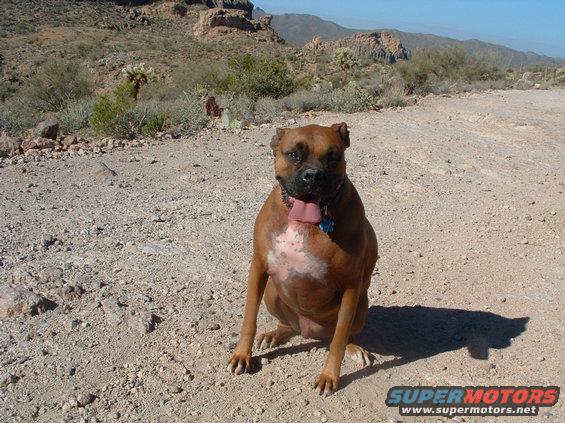 dscf0010.jpg My Dog APOK in Florence Arizona 