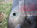 1995 Ford F-150 - 460cid Saginaw Pump/Bracket dirty 5
