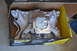1981 Ford F-250 - A Weiand intake manifold and carburetor are shown inside their original packaging.