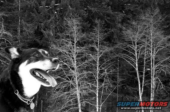 285.jpg Laddie Bear I