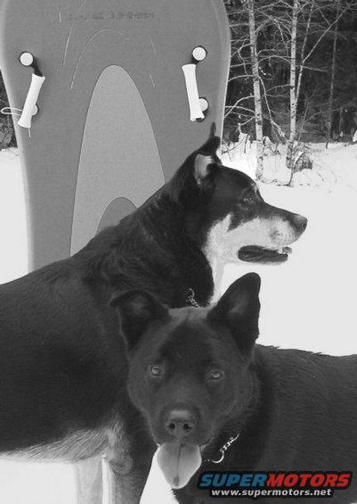 286.jpg Laddie and Tonka