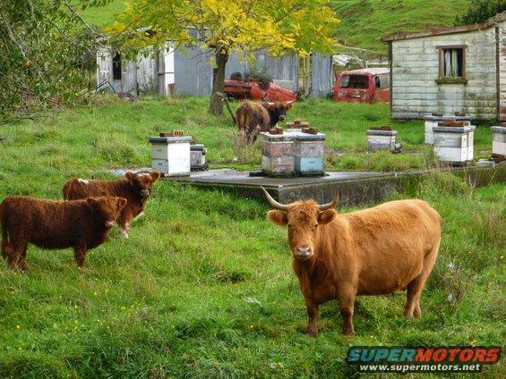 Brown cattle stand in a grassy field with beehives and dilapidated buildings in the background