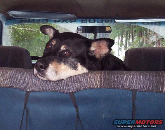 289.jpg Laddie Bear II