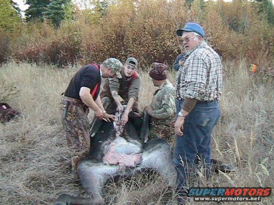 Nothin like a warm gut pile to heat yer hands up in the mornin...almost better than hot coffee.  Average mornin temperature was about 25 degrees. 