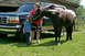 1994 Ford Bronco photo