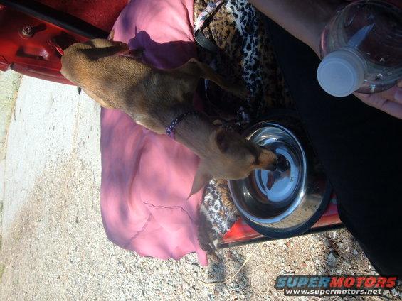 Dog drinking water from a bowl inside a red vehicle