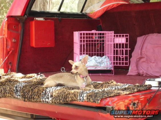 Dog on blanket in red truck bed with pink crate