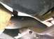1988 Ford Bronco - Catalytic converter (outtake)
