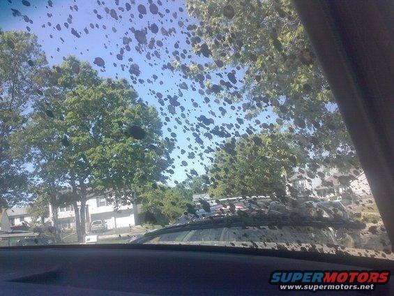 View through a bug-splattered windshield showing trees and houses outside