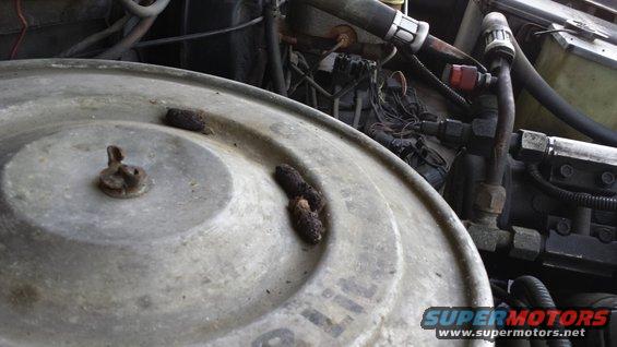 Squirrel turds! Dang furry tailed rats!