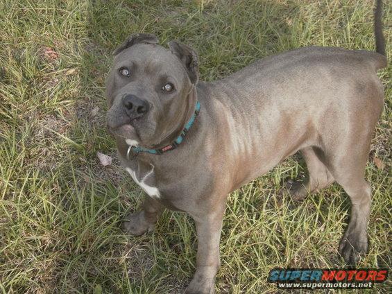 Blue pit bull dog standing in grass, looking at the camera