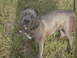 1992 Ford Bronco - A blue pit bull dog stands in a grassy field.