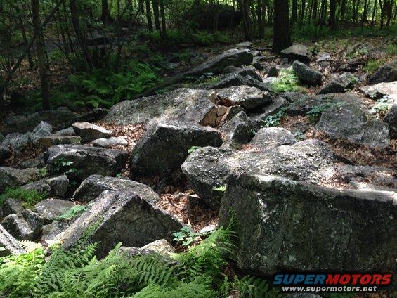 Rocky forest path with ferns and trees