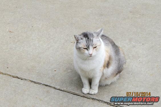 Calico cat sitting on concrete with a crack in the ground