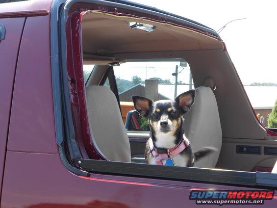dscn0475.jpg Pip loved the open air ride today.