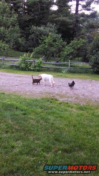 Dog, cat, and chicken in a yard