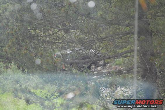 Dark SUV with visible rear wheel and taillight, seen through pine branches