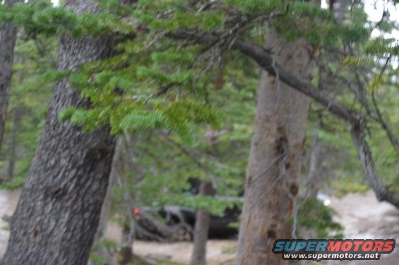 Dark SUV partially obscured by trees, with a red taillight visible