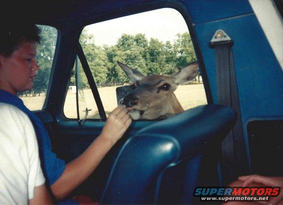 Deer's head through vehicle window, being fed by a person's hand