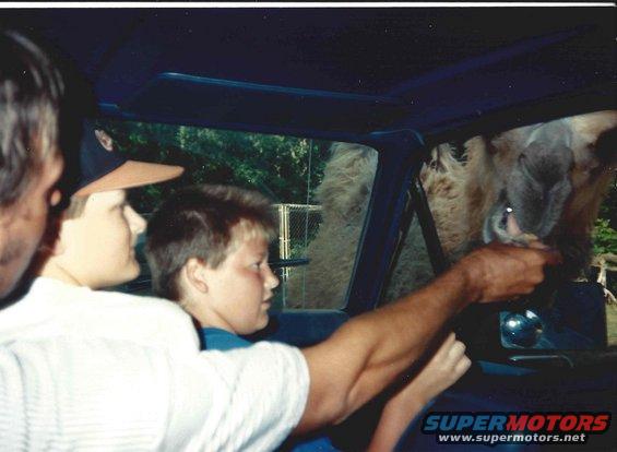 Interior view of people feeding a llama through the window