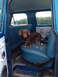 1971 Ford F-250 - A dachshund stands on the blue seat inside a truck's interior.