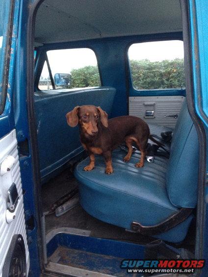 Brown dachshund standing on blue vinyl seat inside a vintage truck cab