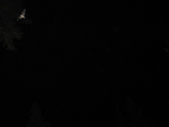 Bat in flight against a dark background