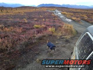 Dog wearing a blue coat walks on a dirt road through a tundra landscape. A vehicle is parked on the right