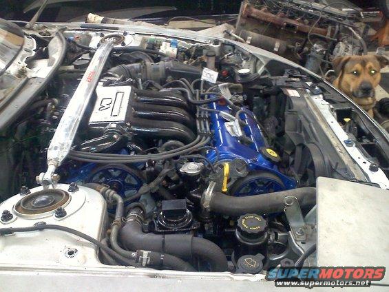 Engine bay with blue valve covers and a dog looking over the fender